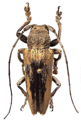 Réf. 294 873 : Niphona longesignata